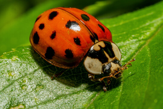 Close up of a red ladybug