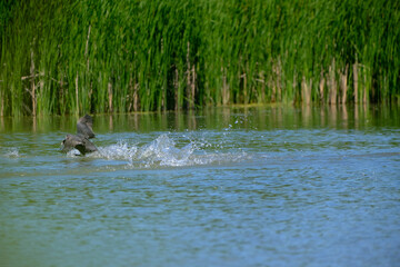 Fototapeta premium ducks are fighting on the surface