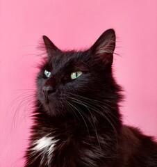 Proud black and white cat