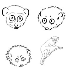 Lemur Loris on a tree vector illustration, hand drawn sketch, black and white. Ink pen cute lori chinese animal sitting on a tree.