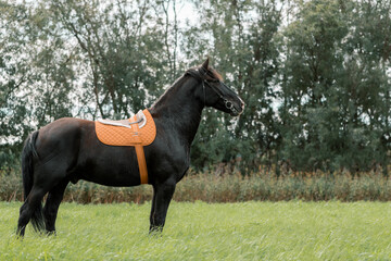 Beautiful black horse standing in meadow, side view.