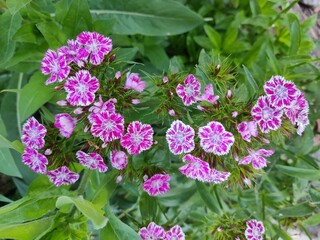 pink flowers in the garden