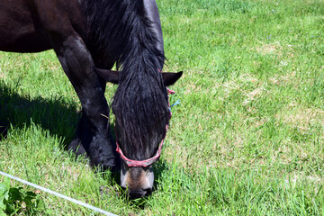 A grazing horse with a black bay coat with a beautiful, lush, light mane on the background of a green pasture. © Klara