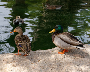 duck and ducklings