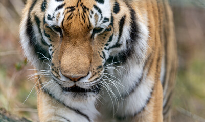 The Siberian tiger or Amur tiger is a population of the tiger subspecies Panthera tigris tigris