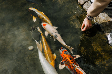 People, children feed beautiful large hungry colored, multi-colored koi fish swimming in the water,...