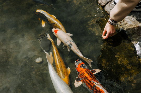 People, children feed beautiful large hungry colored, multi-colored koi fish swimming in the water, in the pond, in the lake. Close-up photography of pets.