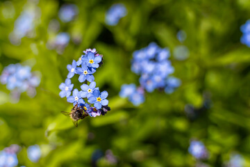 Macro. A bee drinks nectar from a blue flower on a blurry green background