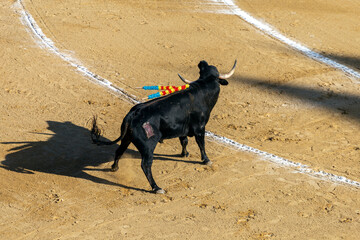 Raging bull in the Plaza de Toros de Valencia