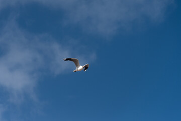 Seagull flying isolated in the sky.