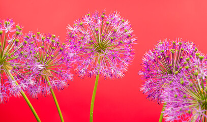 a bouquet of beautiful decorative onions allium gigantium on bright colored backgrounds close-up