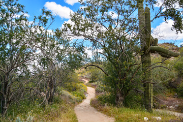 Fototapeta premium landscape with trees