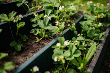 Strawberries blossom in spring in the garden