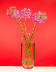 a bouquet of beautiful decorative onions allium gigantium on bright colored backgrounds close-up