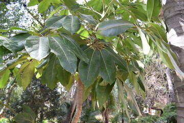 Green foliage of Schefflera actinophylla