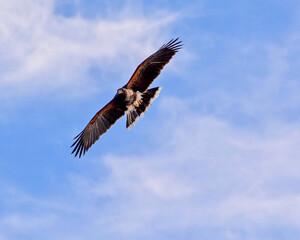 eagle in flight
