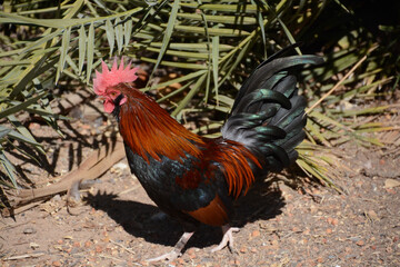 rooster in the farm