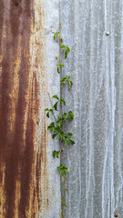 vine grows between rustic stell walls