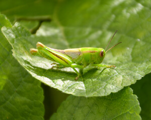 grasshopper on a leaf