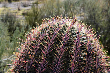 close up of cactus
