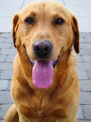 Beautiful yellow labrador in close up. Labrador dog in front view.