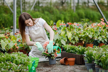 A young woman transplants plants and takes care of flowerpots in a greenhouse. The concept of growing plants. Home gardening, love of plants and care. Small business.
