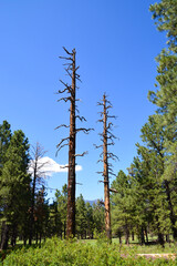 Fototapeta premium trees in the forest