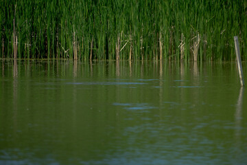 ducks on a pond in the summer time