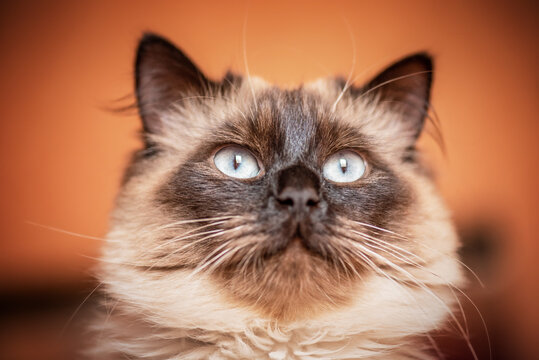 Macro photo of a cat. Portrait of a domestic cat at home on a wall background. Nevsky Masquerade Cat