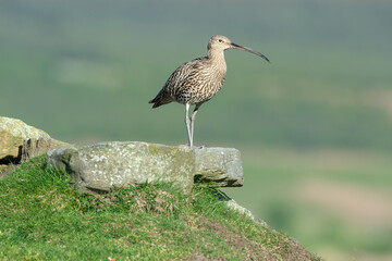Adult curlew in Springtime, stood on a rocky outcrop on the North Yorkshire Moors, UK. Facing right. Scientific name: Numenius Arquata.  Clean background.  Copy space.