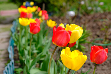 Spring tulips close up, side view