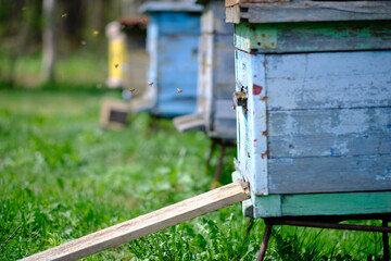 Obraz na płótnie Canvas Bee hives, side view, bees flying into the notch