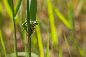 Hyla arborea - Green tree frog on a stalk. The background is green. The photo has a nice bokeh. Wild photo