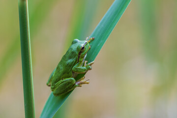 Hyla arborea - Green tree frog on a stalk. The background is green. The photo has a nice bokeh. Wild photo