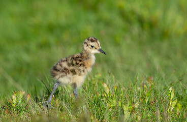 Fototapeta premium Curlew chick, scientific name: numenius arquata. Very young curlew chick in natural grouse moor habitat, facing right. Curlews are declining and are now on the Red List UK Conservation Status report. 
