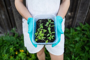 Pepper and tomato seedlings in peat soil in a plastic seedling tray. Young seedlings of pepper. The...