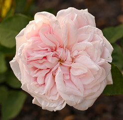 Close-up of a garden rose