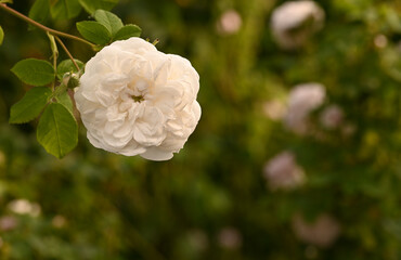 Beautiful close-up of rosa 'Madame Plantier', Sint-Pieters-Leeuw, Belgium