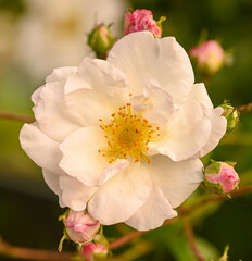 Naklejka na ściany i meble Close-up of a garden rose