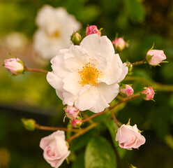 Close-up of a garden rose