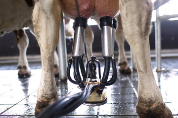 cow udder closeup with milking machine, cow farm