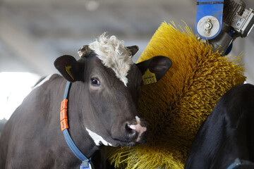 cows brushing at the farm, cow farm equipment