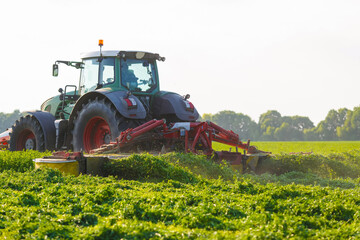 Fototapeta premium tractor makes harvesting hay for animals on a farm