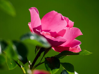 Pink rose