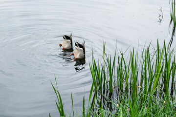 Two mallard duck drakes diving for food at bottom of pond. Team work, ducks in cooperation