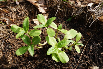 Sunflower sprouts growing out of the ground 