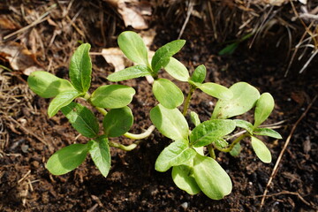 Sunflower sprouts growing out of the ground 