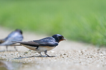 The barn swallow (Hirundo rustica)