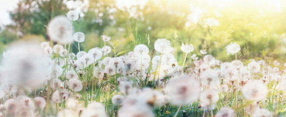 Meadow of dandelions with selective focus in the rays of the spring sun, close-up, background, banner with space for text - obrazy, fototapety, plakaty