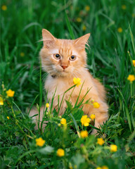 Red cat on the lawn with yellow flowers.